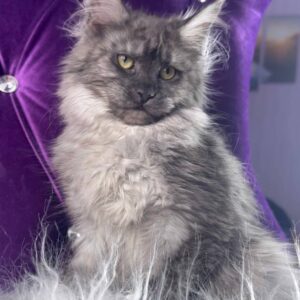 maine coon