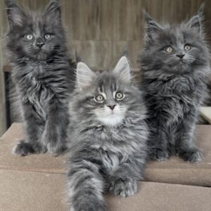 Black smoke litter
