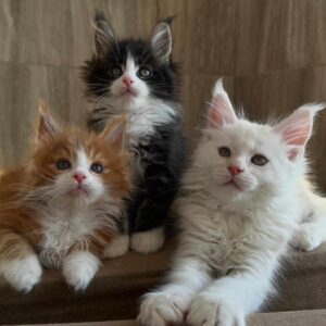 Lucas, Luna and Linda